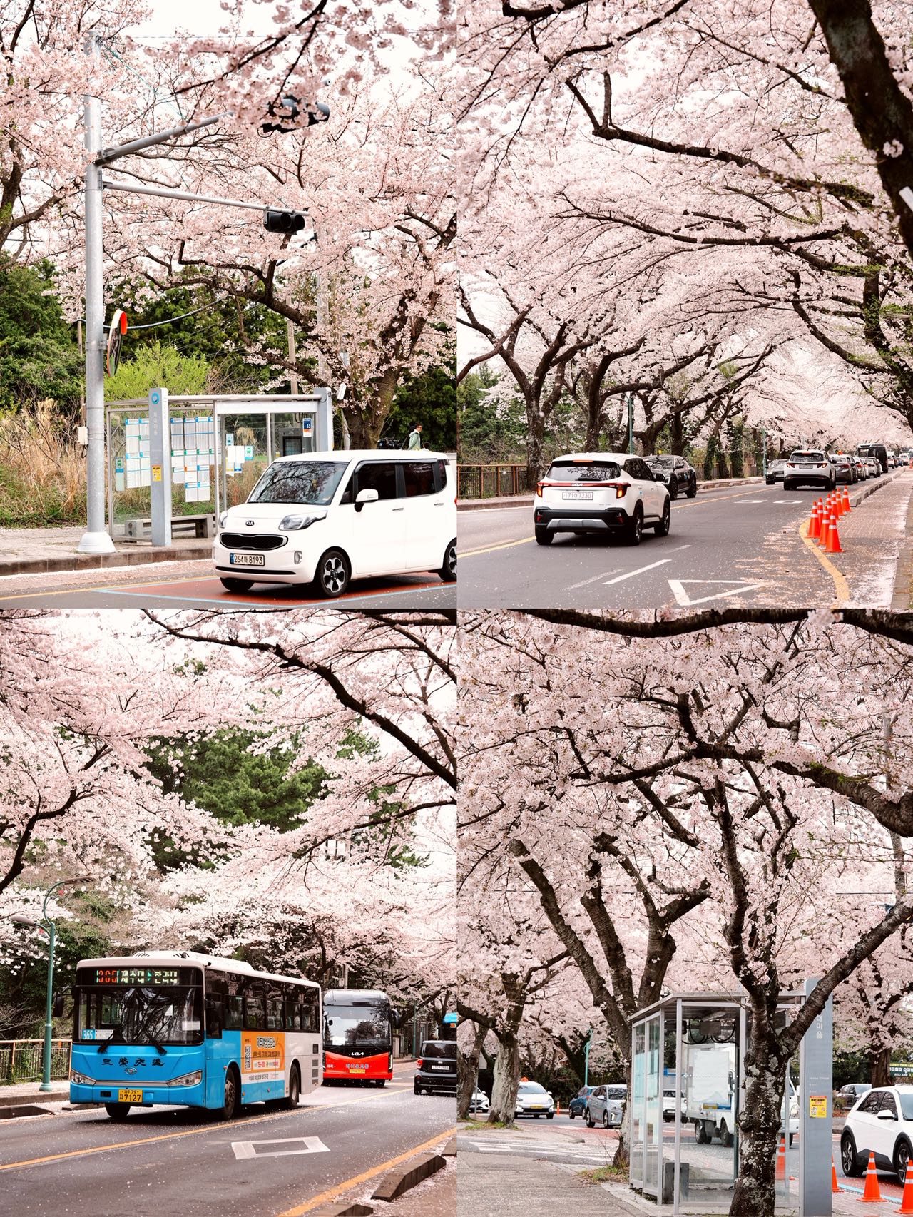 sakura